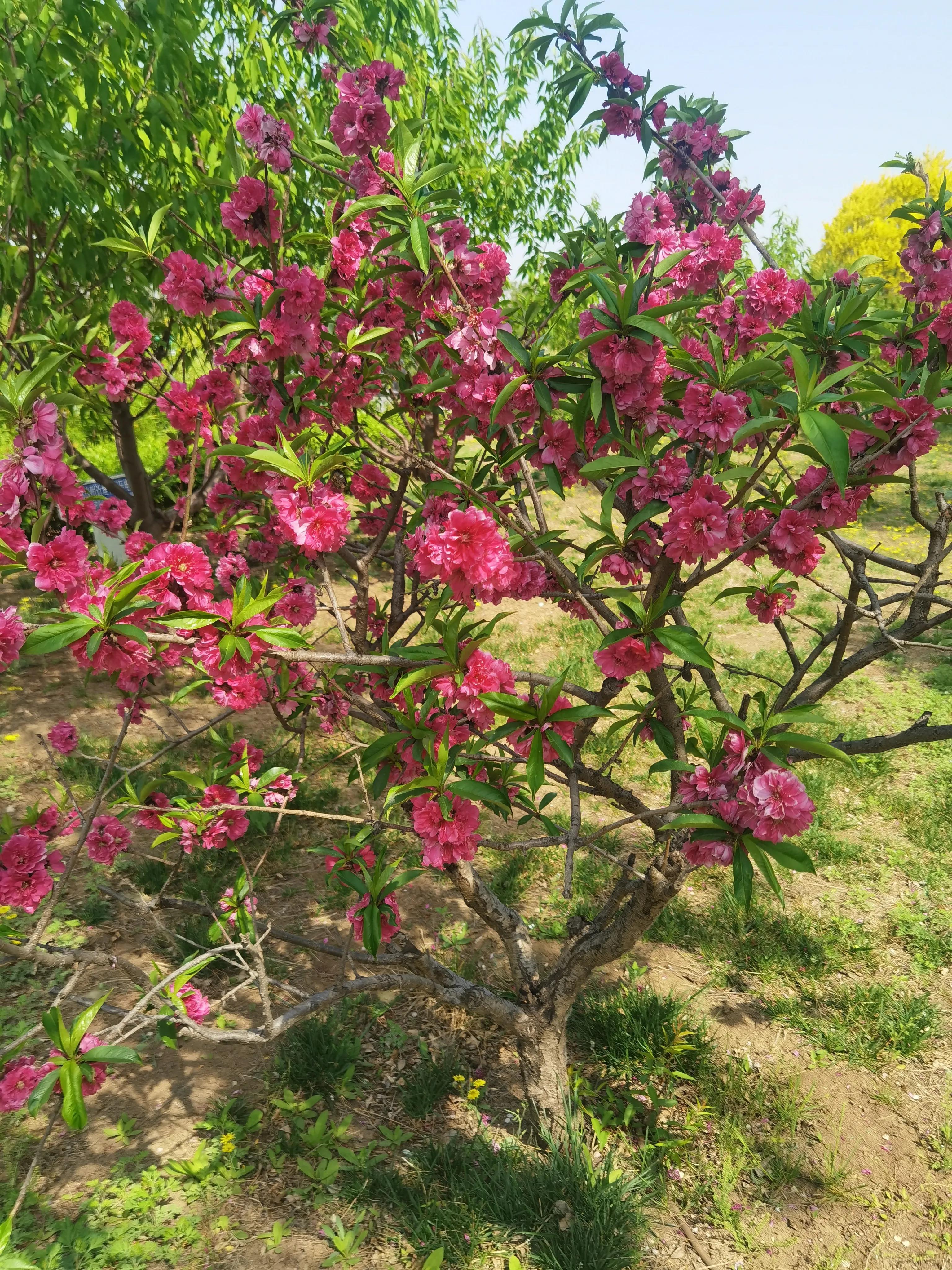 一路繁花多少歲